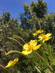 Dendromecon harfordii