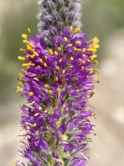 Dalea searlsiae