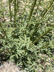 Dalea searlsiae