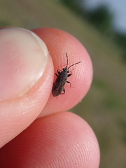 Peritrechus geniculatus