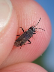Peritrechus geniculatus