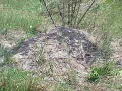 Spermophilus pygmaeus