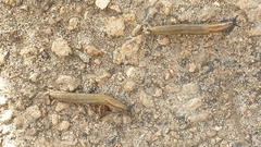 Arion fasciatus