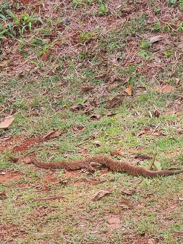 Neotropical Rattlesnake