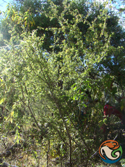 Wimmeria microphylla