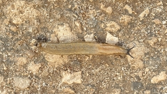 Arion fasciatus