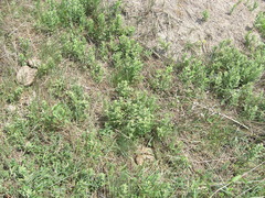 Pentanema germanicum