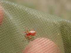 Hypsosinga sanguinea