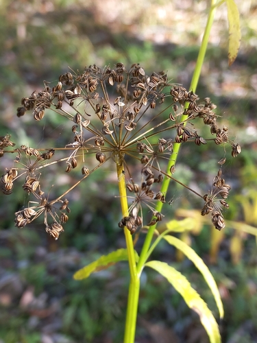 Sium latifolium observed 2026-09-30