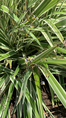 Dianella ensifolia