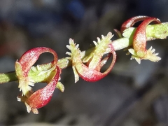 Rumex bucephalophorus