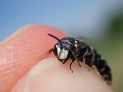 Hylaeus signatus