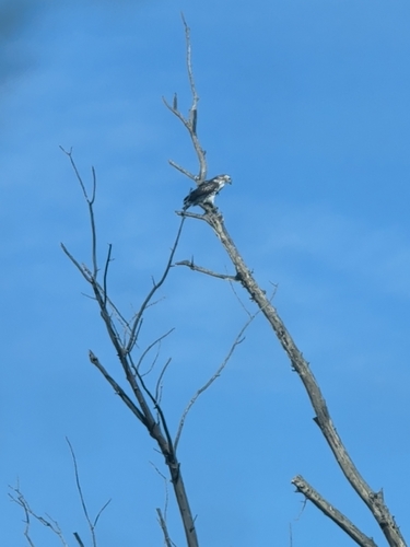 Red-tailed Hawk