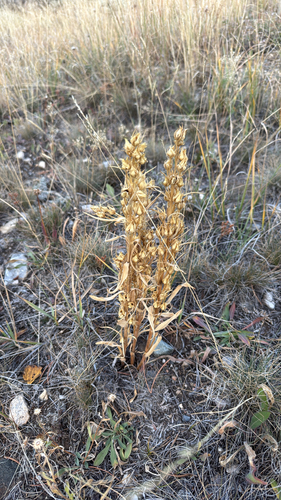 monument plant