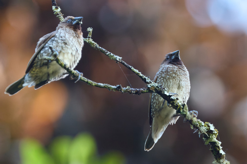 Lonchura punctulata observed 2026-09-10