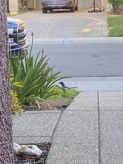 Aphelocoma californica