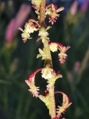 Rumex bucephalophorus