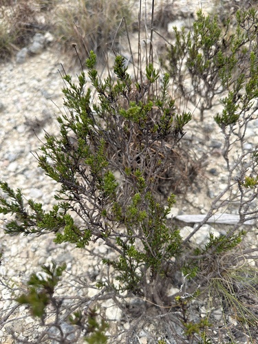 Chrysactinia mexicana, 2026-09-30