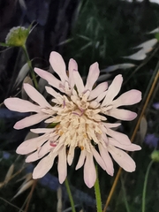 Knautia integrifolia