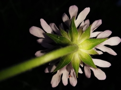 Knautia integrifolia