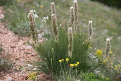 Asphodeline taurica