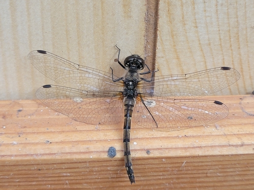 Black Meadowhawk