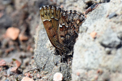Callophrys lanoraieensis