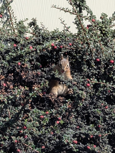 Yellow-cheeked Chipmunk
