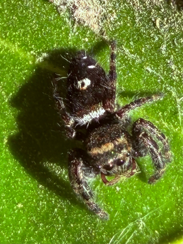 Bold Jumping Spider