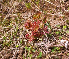 Lupinus polyphyllus