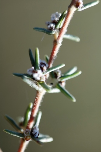 Grubia observed 2026-09-30