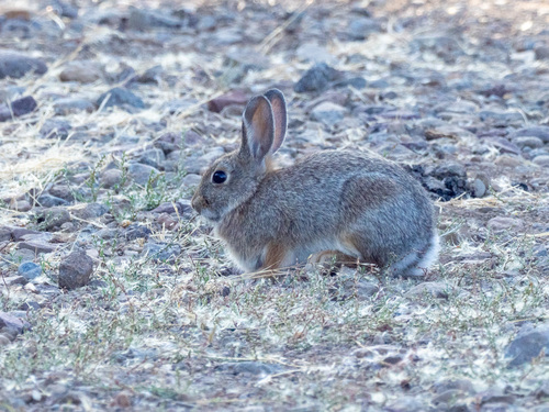 Mountain Cottontail