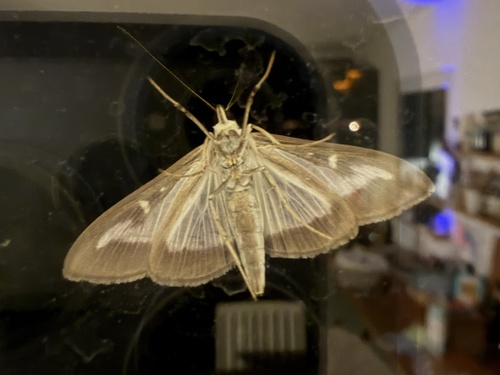 Box Tree Moth
