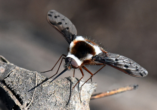 Pygmy Bee Fly photo 2