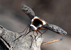 Bombylius pygmaeus