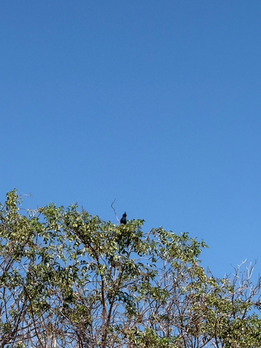 Phainopepla