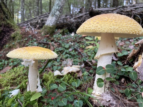 amanita mushrooms