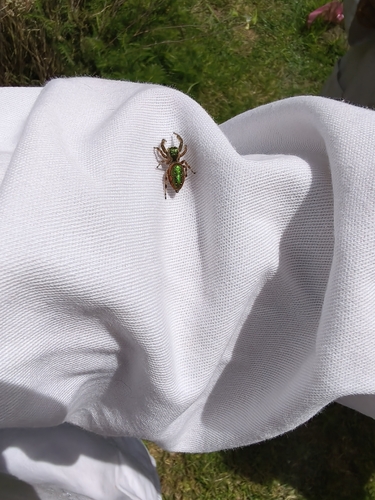 Golden Jumping Spider