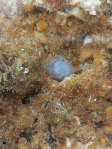 Galeomma turtoni, 2026-09-30