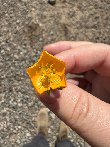 dwarf abutilon