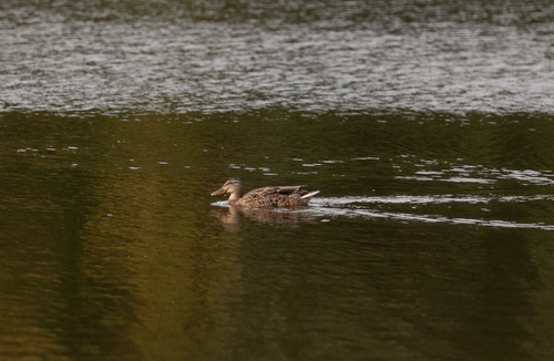 Mallard