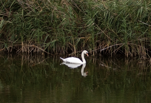 Mute Swan