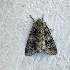 Acronicta impressa