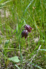 Fritillaria meleagroides