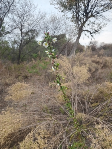 Tiny White Wild Hibiscus