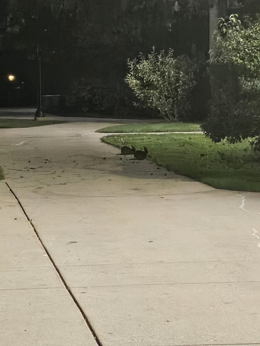Eastern Cottontail