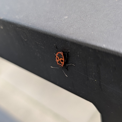 European Firebug