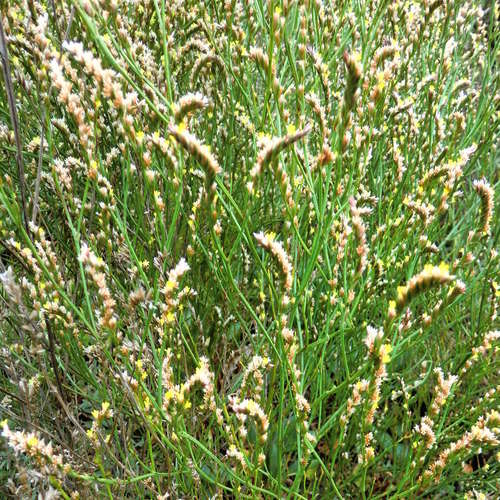 Image of Limonium australe by (c) Mark Ridgway, some rights reserved (CC BY)