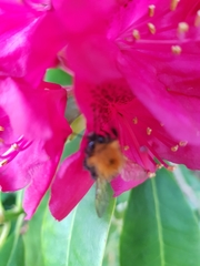 Bombus hypnorum