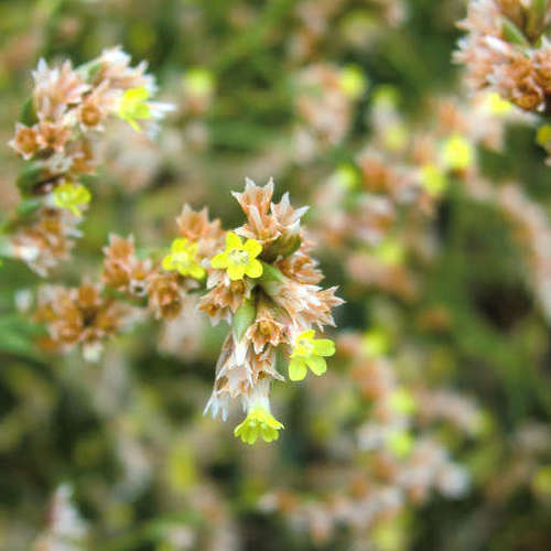 Image of Limonium australe by (c) Mark Ridgway, some rights reserved (CC BY)